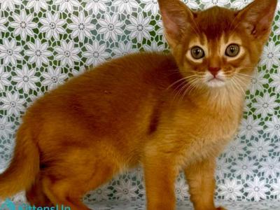 Baks - Abyssinian - Gallery Photo #1