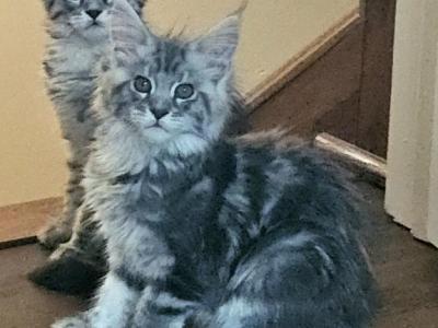 Litter S - Maine Coon - Gallery Photo #1