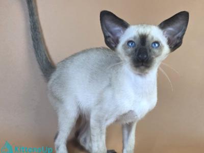 Wisp - Siamese - Gallery Photo #1