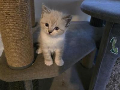 Snowshoe Lynx Siamese And Lynx Siamese - Siamese - Gallery Photo #1