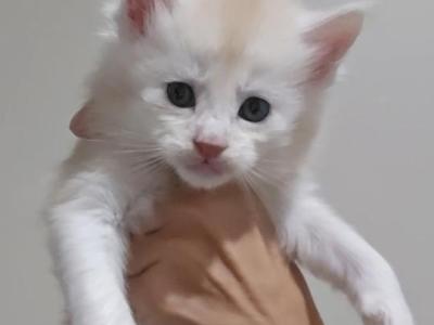 Litter T - Maine Coon - Gallery Photo #1