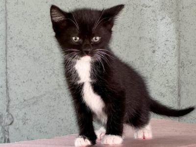 Tuxedo Bombay Kitties - Bombay - Gallery Photo #1