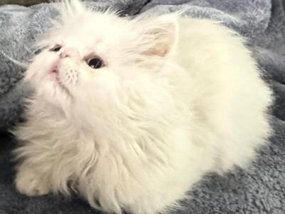 Ready To Go Solid White Boy - Persian - Gallery Photo #1