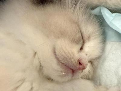 Tootoo - Ragdoll - Gallery Photo #1