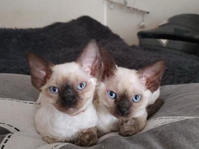 Devon Rex With Blue Eyes - Devon Rex - Gallery Photo #1