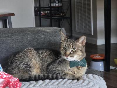 Puma - Abyssinian - Gallery Photo #1