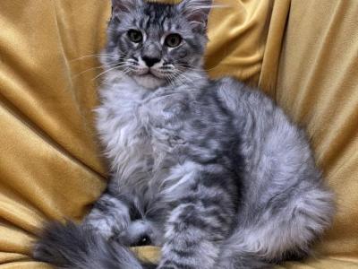Boy V98 - Maine Coon - Gallery Photo #1