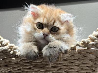 Golden Longhair Scottish Kitten - Scottish Straight - Gallery Photo #1