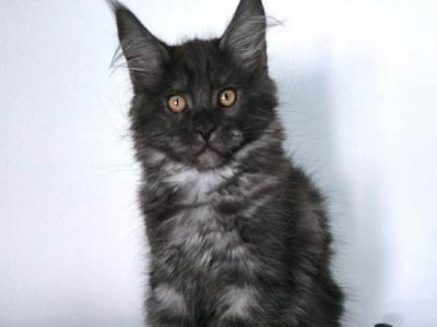 Boy V20 - Maine Coon - Gallery Photo #1
