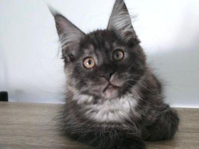 Boy V22 - Maine Coon - Gallery Photo #1