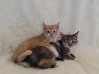 Princess's Kittens - Domestic - Gallery Photo #1