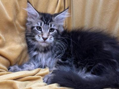Boy V34 - Maine Coon - Gallery Photo #1