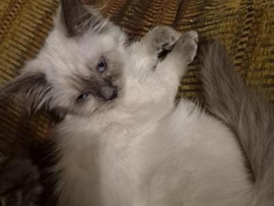 Munchkin Kitten - Munchkin - Gallery Photo #1
