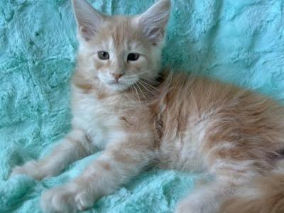 Boy V35 - Maine Coon - Gallery Photo #1