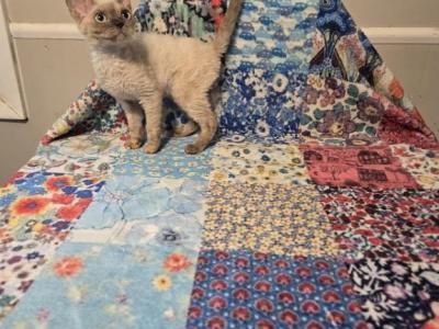 Ellie - Devon Rex - Gallery Photo #1