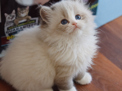 Seal Lynx Bicolor - Ragdoll - Gallery Photo #1
