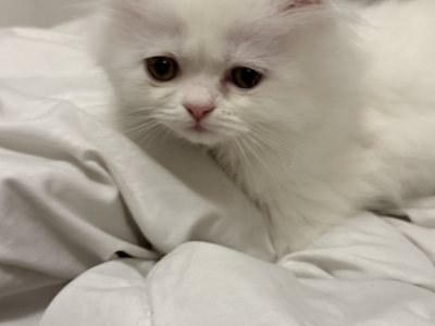 Toulouse - Persian - Gallery Photo #1
