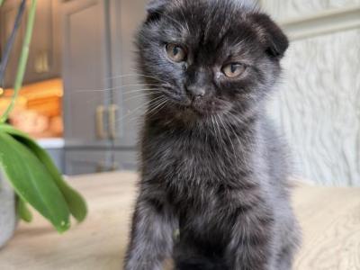 Pickle Ball Tabby Scottish  Fold - Scottish Fold - Gallery Photo #1