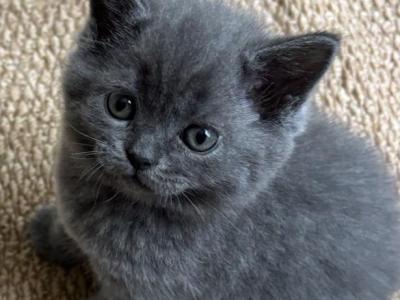 Sima - British Shorthair - Gallery Photo #1