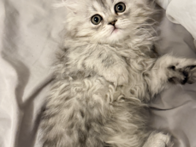 Marie - Persian - Gallery Photo #1