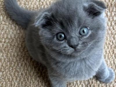 Gabi' - Scottish Fold - Gallery Photo #1