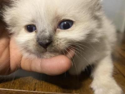 Purebred Seal Point Female Siamese Kitten - Siamese - Gallery Photo #1