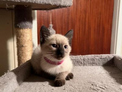 Sushi - Siamese - Gallery Photo #1