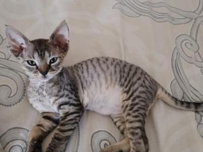Devon Rex Tabby Male And Female - Devon Rex - Gallery Photo #1