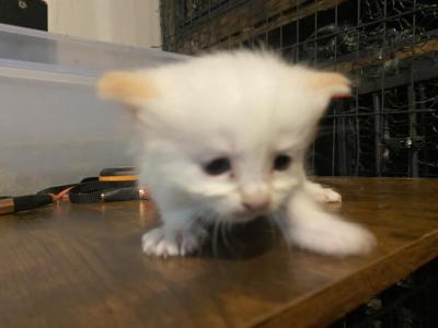 Purebred Siamese Female Kitten Flame Point - Siamese - Gallery Photo #1