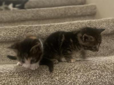 Harley - American Shorthair - Gallery Photo #1
