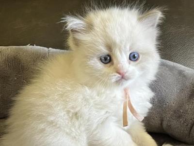 RESERVED Stephensen Princess 2 - Ragdoll - Gallery Photo #1