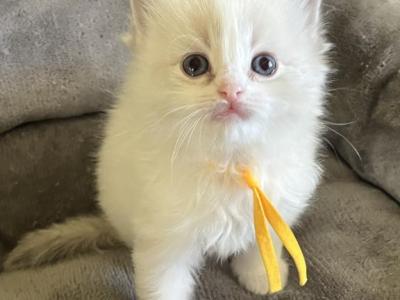 RESERVED Barnes Princess 1 - Ragdoll - Gallery Photo #1