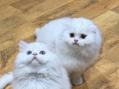 Mr Plum - Scottish Fold - Gallery Photo #1