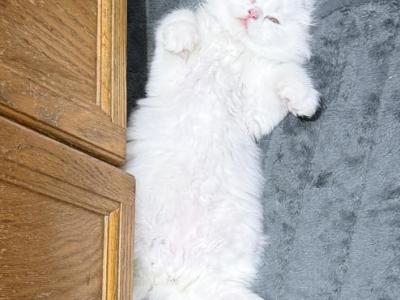 Mr Green - Scottish Fold - Gallery Photo #1