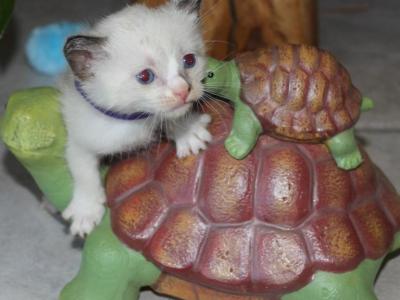 Orion - Siamese - Gallery Photo #1