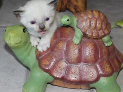 Draco - Snowshoe - Gallery Photo #1