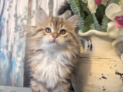 Velvet Paws Kittens Catter - Siberian - Gallery Photo #1