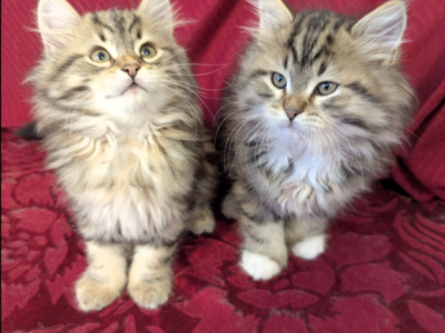 Velvet Paws Kittens Catter - Siberian - Gallery Photo #1