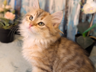 Velvet Paws Kittens Cattery - Siberian - Gallery Photo #1