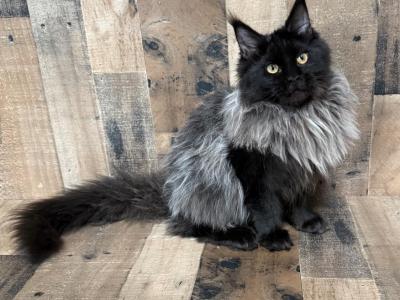 Maine Coon Kittens - Maine Coon - Gallery Photo #1