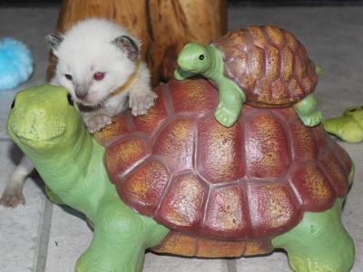 Vega - Siamese - Gallery Photo #1