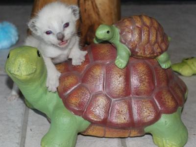 Nova - Siamese - Gallery Photo #1