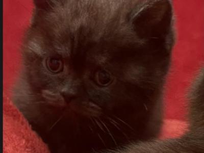 Happy - British Shorthair - Gallery Photo #1