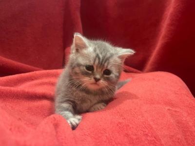 Lucy - British Shorthair - Gallery Photo #1