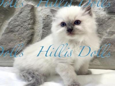Traditional Blue Point Male Health Tested Parents - Ragdoll - Gallery Photo #1