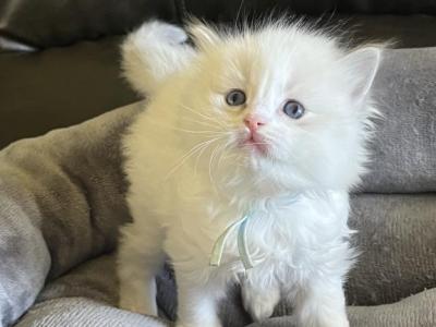 RESERVED Wells Prince 1 - Ragdoll - Gallery Photo #1