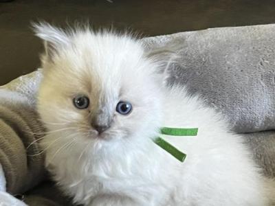 RESERVED Habiba Prince 2 - Ragdoll - Gallery Photo #1