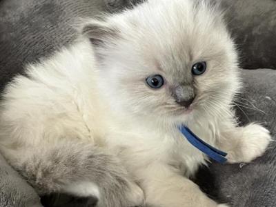 RESERVED Pape Prince 3 - Ragdoll - Gallery Photo #1