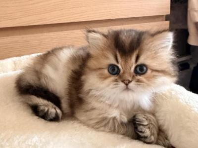 LEO - Persian - Gallery Photo #1
