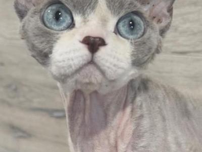 Fairy - Devon Rex - Gallery Photo #1